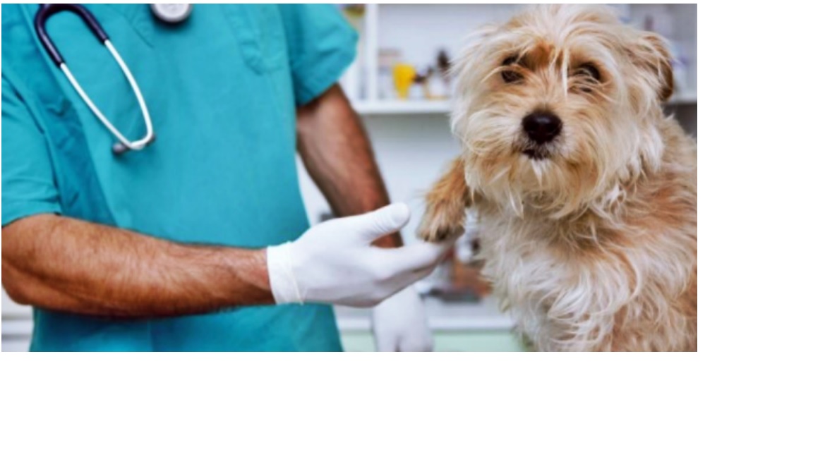 RESPONSABILIDAD CIVIL DEL MEDICO VETERINARIO