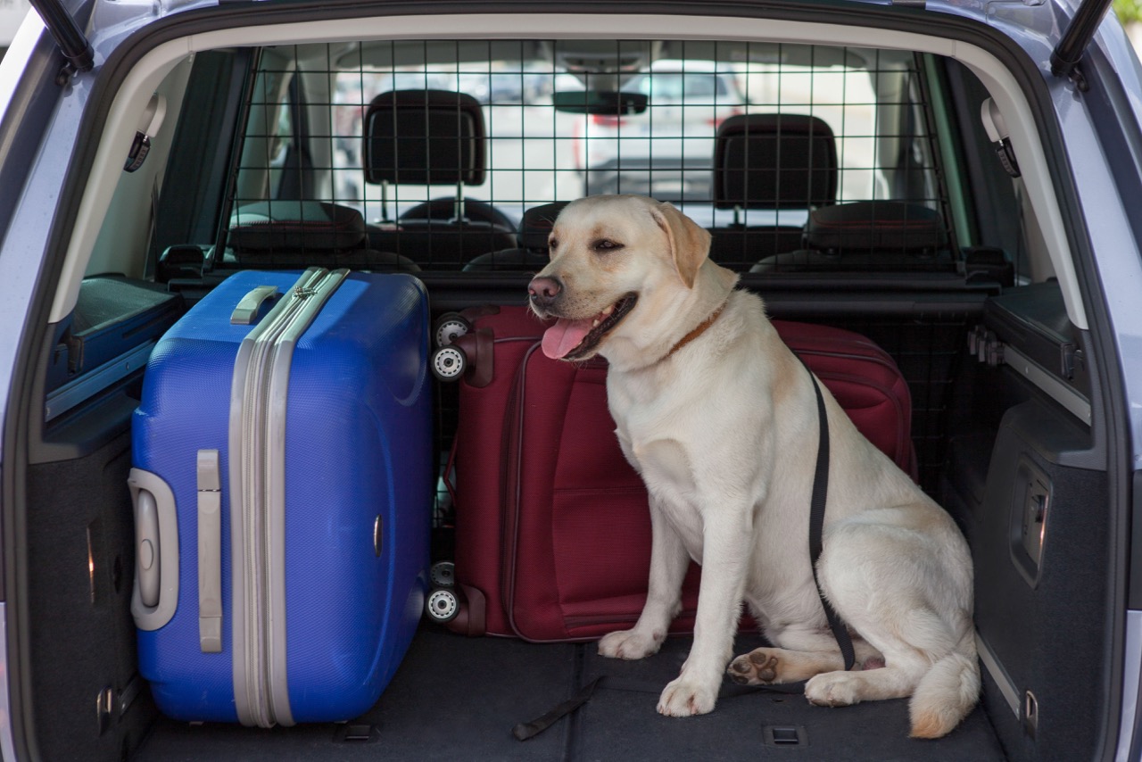 Cómo llevar a tu mascota de forma segura en un viaje